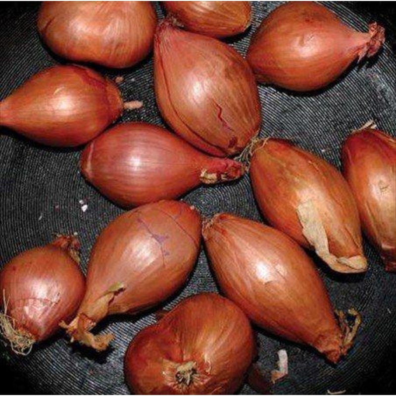 Ty Segall – Fried Shallots  (Vinyl)