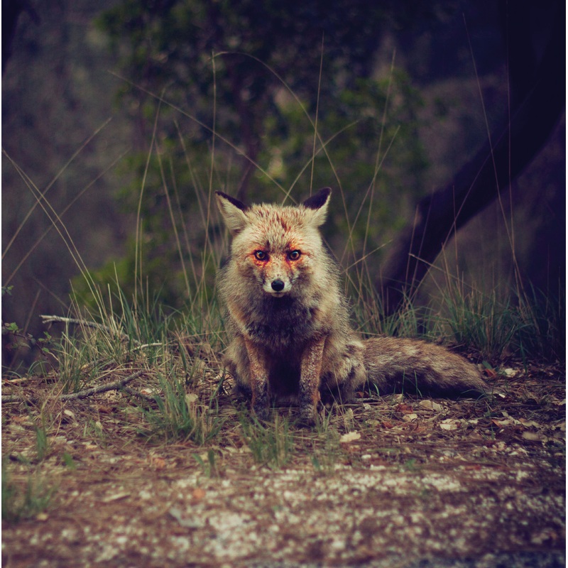 Winterpills – Love Songs (Vinyl)