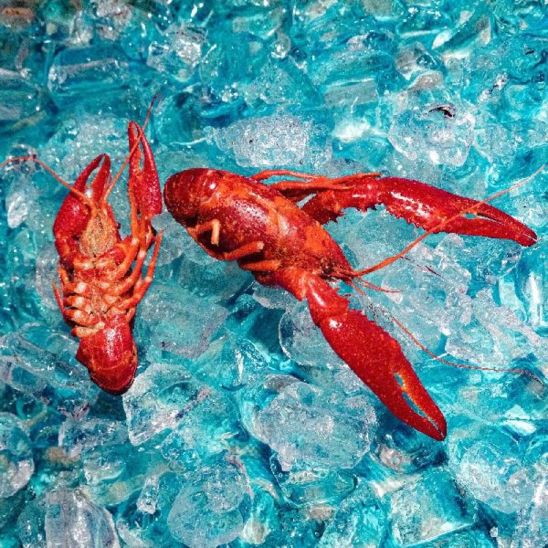 The Roof Dogs – Here You Are (Vinyl)